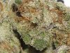 sour_d__trainwreck_137.jpg