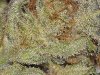 sour_d__trainwreck_138.jpg