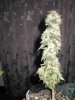 OC Skunk trimmed for Harvest 001.jpg