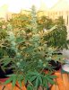 day28flwr-AK47-1.jpg