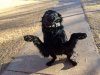 when-dogs-break-legs-walking-duck.jpg