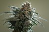 Dinafem - Purps#1 Top Bud Shot.jpg