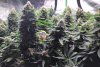 flower 12 weeks-Big Budz. 4 minions high.jpg