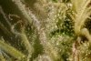 Sweet Seeds - Gorilla Girl - Plant C - Trichomes And Pistils Day 54 Flower.jpg