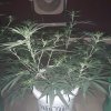 2122966_crop-king-seeds-white-widow-grow-journal-by-clstr8cropkingseedswhite-widow.jpg