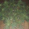 2122967_crop-king-seeds-white-widow-grow-journal-by-clstr8cropkingseedswhite-widow.jpg