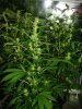 Day 21 flowering 018.jpg