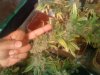 more bud pics 005.jpg