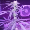 2143586_crop-king-seeds-train-wreck-grow-journal-by-clstr8cropkingseedstrain-wreck.jpg