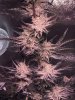 1558826_grow-5-purple-hazeilgmpurple-haze.jpg