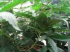 THC Bomb, Caramelicious. Five weeks, time to flower 004.JPG