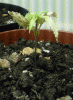 plant1.gif