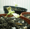 plant2.gif