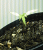 plant3.gif