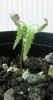 plant4.gif