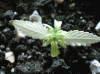 plant5.gif