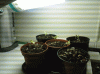 plant7.gif