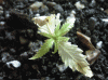 plant8.gif