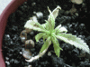 plant9.gif