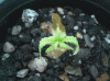 plant10.gif