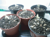 plant12.gif