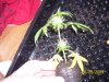 May 26clones (5).jpg