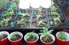 dopewear-albums-ghetto-veg-box-first-outdoor-grow-picture60515-dsc-2972.jpg