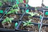 dopewear-albums-ghetto-veg-box-first-outdoor-grow-picture60516-dsc-2973.jpg