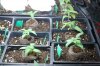 dopewear-albums-ghetto-veg-box-first-outdoor-grow-picture60517-dsc-2974.jpg