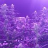 2180158_crop-king-seeds-train-wreck-grow-journal-by-clstr8cropkingseedstrain-wreck.jpg