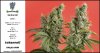 Sweet Seeds - Gorilla Girl - Plant C - Day  68 Flower - Couple A Buds - 07-05-2020.jpg