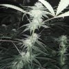 2226918_crop-king-seeds-white-widow-grow-journal-by-clstr8cropkingseedswhite-widow.jpg