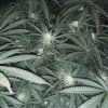 2226917_crop-king-seeds-white-widow-grow-journal-by-clstr8cropkingseedswhite-widow.jpg