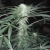 2226916_crop-king-seeds-white-widow-grow-journal-by-clstr8cropkingseedswhite-widow.jpg