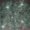 2226910_crop-king-seeds-white-widow-grow-journal-by-clstr8cropkingseedswhite-widow.jpg