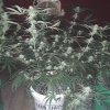 2226906_crop-king-seeds-white-widow-grow-journal-by-clstr8cropkingseedswhite-widow.jpg