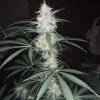 2226931_crop-king-seeds-train-wreck-grow-journal-by-clstr8cropkingseedstrain-wreck.jpg