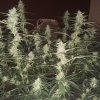 2226923_crop-king-seeds-train-wreck-grow-journal-by-clstr8cropkingseedstrain-wreck.jpg