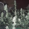 2226922_crop-king-seeds-train-wreck-grow-journal-by-clstr8cropkingseedstrain-wreck.jpg