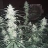 2226921_crop-king-seeds-train-wreck-grow-journal-by-clstr8cropkingseedstrain-wreck.jpg