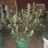 2226920_crop-king-seeds-train-wreck-grow-journal-by-clstr8cropkingseedstrain-wreck.jpg