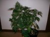 dirtmeds-albums-growop-09-picture60731-aurora-indica-49-days.jpg