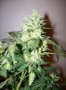 dirtmeds-albums-growop-09-picture60733-aurora-indica-cola-49-days.jpg