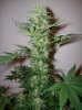 dirtmeds-albums-growop-09-picture60735-bubble-dust-cola-49-days.jpg