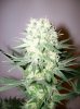 dirtmeds-albums-growop-09-picture60736-bubble-dust-cola-49-days.jpg