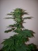 dirtmeds-albums-growop-09-picture60737-mazaar-49-days.jpg