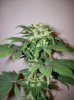 dirtmeds-albums-growop-09-picture60738-mazaar-cola-49-days.jpg