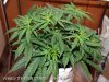 Day 34 - Blue Cheese.jpg