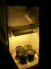 dirtmeds-albums-growop-09-picture49930-inside-view-homebox-light-plants.jpg