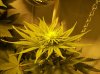 dirtmeds-albums-growop-09-picture60750-mjgrow09-022.jpg